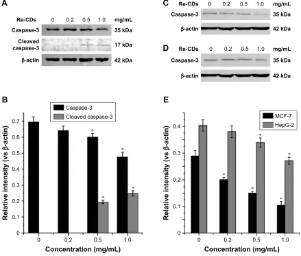 Figure 8 effects of re-cDs on caspase-3 expression related to apoptosis of cancer cells.Notes: (A) Western blot analysis of the expression of apoptosis protein caspase-3 in a375 cells