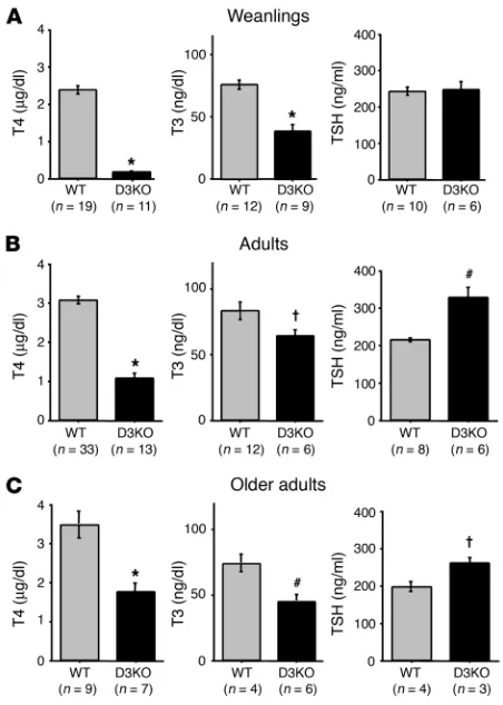 Figure 4Thyroid status of D3KO mice. Serum T4, T3, and TSH levels in 