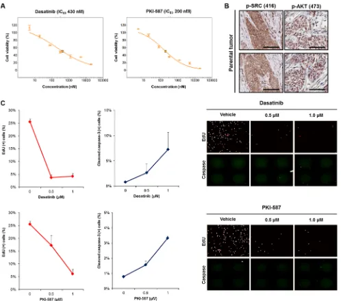 Figure 4: Anti-tumor efficacy of dasatinib (a SRC inhibitor) and PKI-587 (a PI3K/mTOR inhibitor) in 138T muscle-invasive bladder cancer harboring mutual EGFR amplification and PTEN deletion