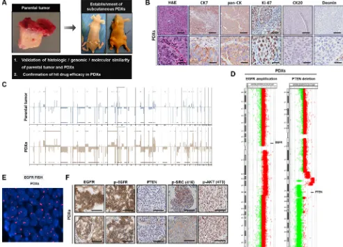 Figure 5: Establishment of patient-derived xenograft (PDX) models in 138T muscle-invasive bladder cancer (MIBC) and validation of the genetic, molecular, and histologic similarity between parental and PDX tumors