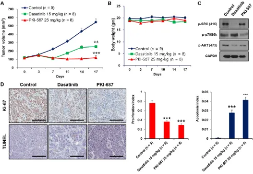 Figure 6: Dasatinib and PKI-587 inhibit tumor growth of 138T muscle-invasive bladder cancer with EGFR amplification and PTEN deletion in the patient-derived xenograft (PDX) tumor mouse model