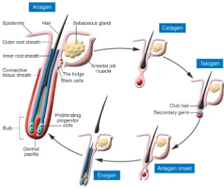 Figure 1Hair follicle cycle. Cyclical changes in hair follicle growth are divided into different stages, 