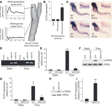 Figure 1Flow-dependent expression of KLF2 and its regulation by a MEK5/ERK5/MEF2 pathway