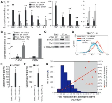 Figure 5Endothelial transcriptional programs evoked by atheroprotective flow require KLF2 expression