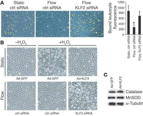Figure 6KLF2 expression is essential for endothelial cellular pheno-