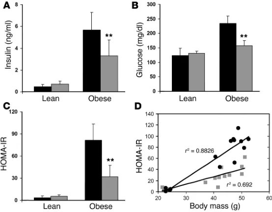Figure 3Insulin sensitivity in obese Ccr2–/– and obese Ccr2+/+ mice. Fasting plasma insulin (A) and blood glucose concentra-tions (B) were measured in lean Ccr2+/+ (black bars) and Ccr2–/– (gray bars) mice and mice of both genotypes made obese following 20