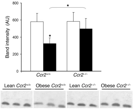 Figure 8Plasma adiponectin in lean and obese Ccr2–/– and Ccr2+/+ mice. Pro-teins in 1 ml of plasma drawn from lean (white bars) and adiposity-matched obese (black bars) Ccr2–/– and Ccr2+/+ mice were denatured, reduced, and separated using SDS-PAGE
