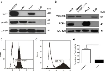 Figure 2: Protein expression and purity of Penl1 cells. a, b. Penl1 expressed pan-CK and EGFR compared with HCC827 and H460 cells lysates