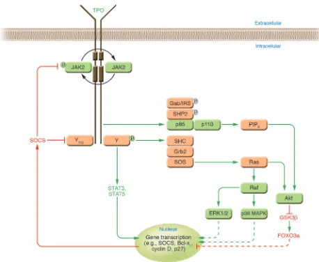 Figure 3Signaling pathways activated by thrombopoietin. A stylized drawing of c-Mpl is shown in the activated (phosphorylated) form