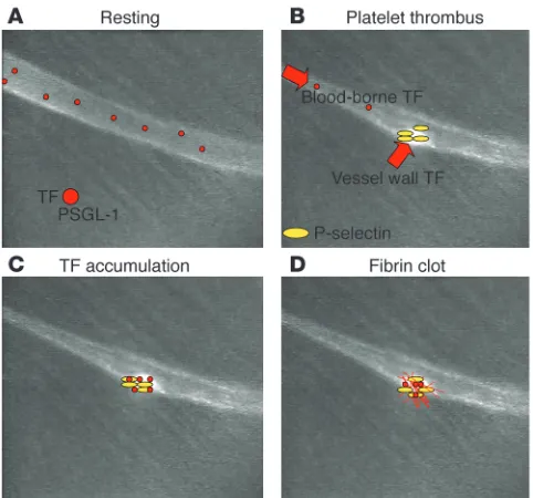 Figure 2Model of P-selectin/PSGL-1–mediated tissue factor accumulation 