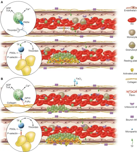 Figure 3Experimental models of thrombosis. Platelets, red blood cells, monocytes, and granulocytes circulate in blood whereas endothelial cells line the vessel wall