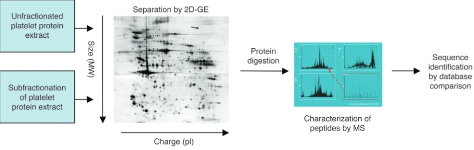 Figure 2Analyzing the platelet proteome. 2D-GE has been extensively applied to the characterization of the platelet proteome