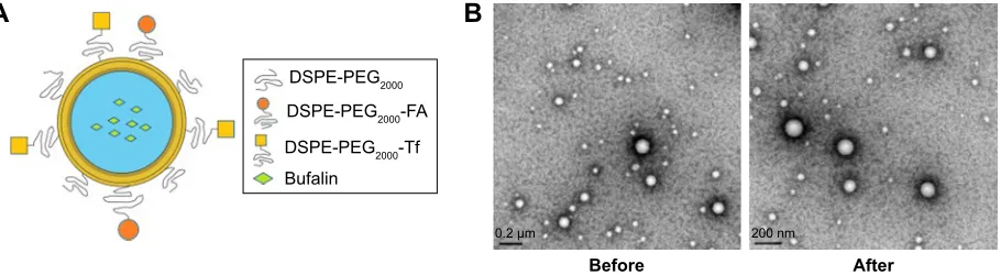 Figure 1 a schematic diagram of the structure of nanoliposomes (A); Transmission electron microscope of (Fa+Tf) BF-LPs before and after storage (50,000×) (B).Abbreviations: FA, folic acid; Tf, transferrin; BF, bufalin; LP, liposome.