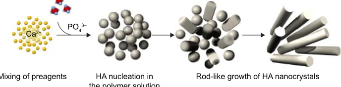 Figure 3 Mechanism of the nucleation and growth of HAP components. Data from Moeini S et al.28Abbreviation: HAP, hydroxyapatite.