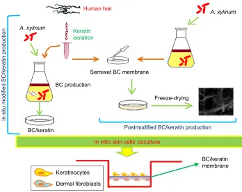 Figure 5 Schematic presentation of the synthesis of keratin-incorporated bacterial cellulose