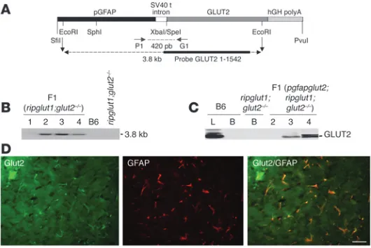 Figure 3Expression of GLUT2 in astrocytes of 