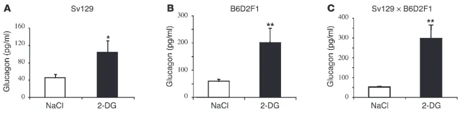Figure 6Normal glucagon secretion in response to i.c.v. injection of 2-DG in Sv129, B6D2F1, and Sv129xB6D2F1 mice
