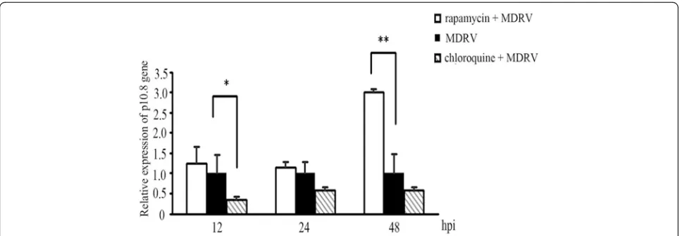 Fig. 4 Autophagy regulators rapamycin and chloroquine affect virus yield. DF-1 cells cultured in 6-well plate were pretreated with rapamycin (100malized relative to that of the housekeeping GAPDH gene