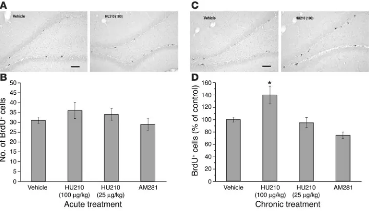 Figure 5Effects of HU210 treatment on cell proliferation in the dentate gyrus in adult rats (n = 5–7 rats in each group)