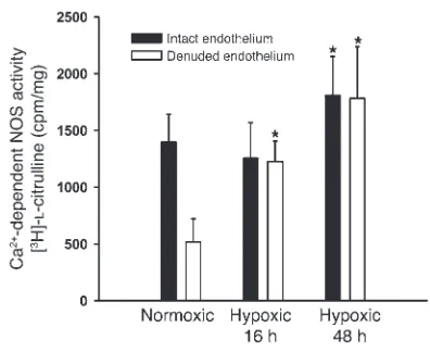Figure 3Ca2+-dependent NOS activity in endothelium-intact (black bars) and -denuded (white bars) aortae from rats exposed to normoxia and hypoxia for 16 and 48 hours (n = 6 per group)
