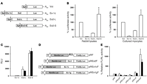 Figure 8Effect of hypoxia on translation of nNOS leader exons. (
