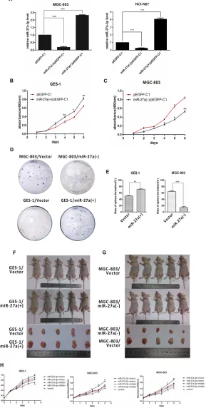 Figure 2: miR-27a-3p promotes GC cell growth in vitro27a(-) subcutaneous xenograft in nude mice