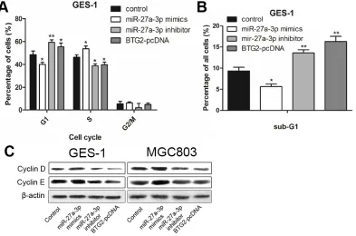 Figure 4: miR-27a-3p/BTG2 axis regulates cell cycle progression in GC cells. the cycle arresting of GES-1