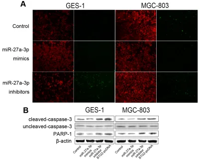 Figure 5: miR-27a-3p/BTG2 axis regulates apoptosis in GC cells. from the first-batch SD rats