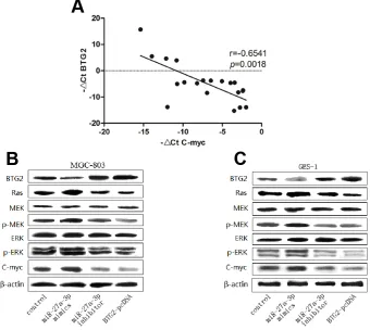 Figure 6: BTG2 inhibits C-myc expression through Ras/MEK/ERK pathway in GC cells. A. Expression patterns of BTG2 with C-myc in gastric cancer tissues (p< 0.0001, spearman correlation) All data were presented as means±SD and as representative of an average 