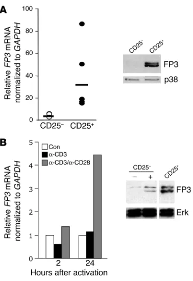 Figure 1Endogenous expression of FOXP3 (FP3) in human CD4