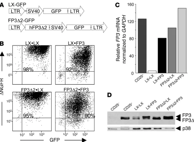 Figure 6Retroviral transduction of CD4+CD25–CD45RA+ T cells with FOXP3∆2 in the absence or presence of FOXP3