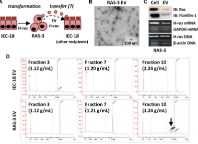 Figure 1: Mutant H-ras-mediated cellular transformation stimulates eV-mediated emission of the H-ras oncogene and extracellular genomic dnA