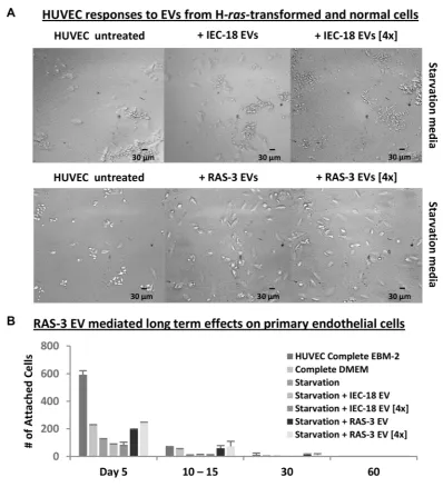 Figure 4: uptake of mutant H-rassurvival, which is compromised under growth factor and nutrient starvation conditions (Starvation Media)