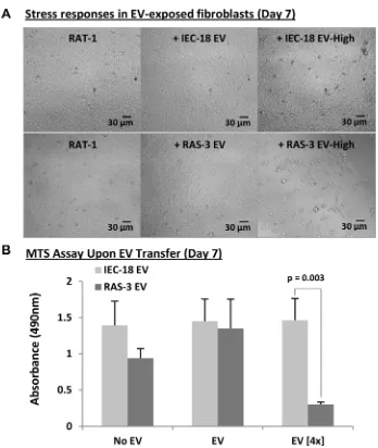Figure 5: elevated concentrations of H-ras-containing EVs compromise the survival of recipient fibroblasts