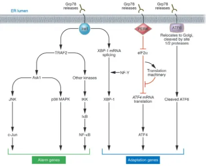 Figure 1Signal transduction events associated with ER stress. Chaperone Grp78 binds the N-termini of Ire1, PERK, and ATF6, preventing their activation