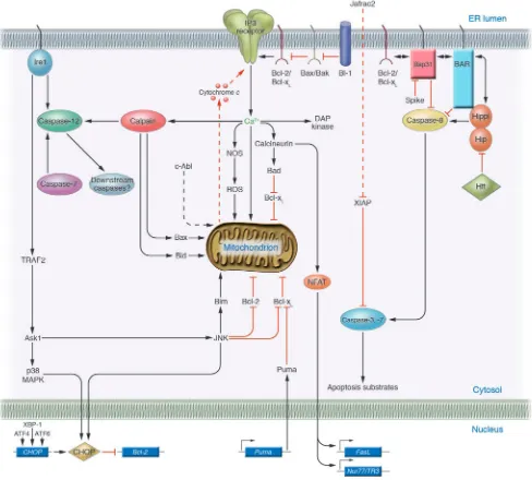 Figure 2Cell death mechanisms induced by ER stress. Several of the proposed pathways linking ER stress to cell death are depicted