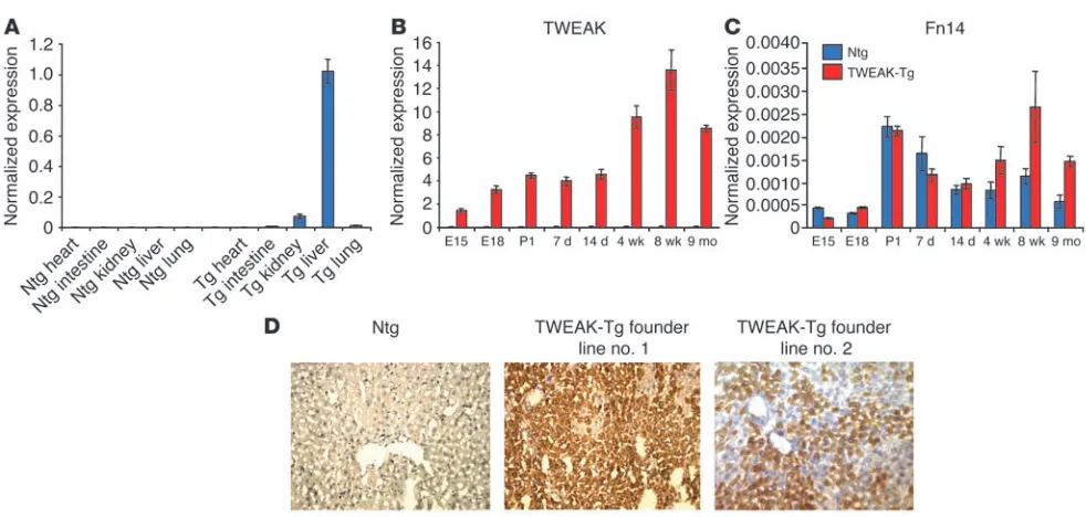 Figure 1TWEAK transgene is expressed primarily in the livers of 2 independent transgenic lines