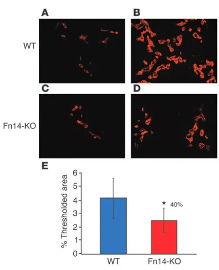 Figure 9DDC-fed Fn14-KO mice have reduced proliferation of A6-expressing oval 