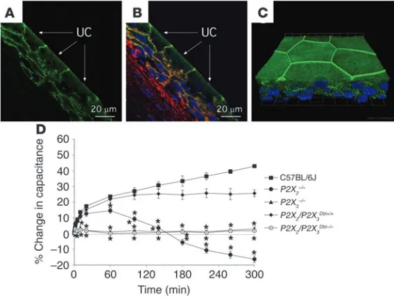 Figure 5Localization of P2X