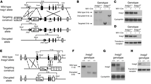 Figure 1Targeted disruption of Insig1 and Insig2 genes in mice. (A) Schematic of Insig1 gene-targeting strategy