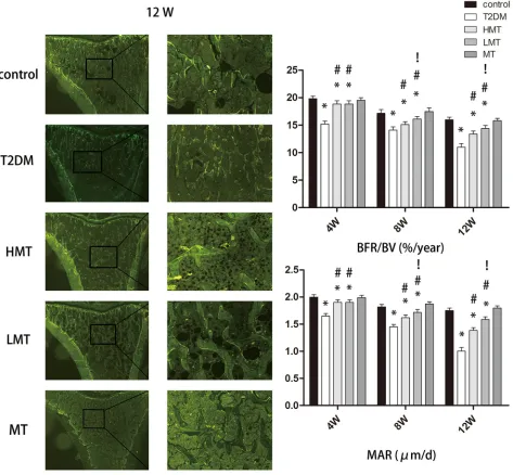 Figure 2: Effect of melatonin on bone microstructure. The results of the double-fluorescent labeling method at 12 weeks are shown