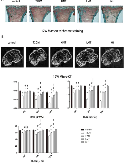 Figure 3: Effect of melatonin on bone microstructure. were significantly lower in the T2DM group than in the control group