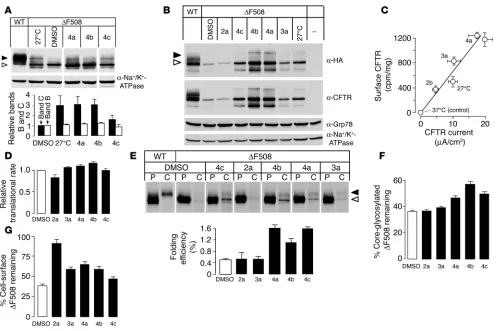 Figure 4Biochemical analysis of corrector mechanism of action. (