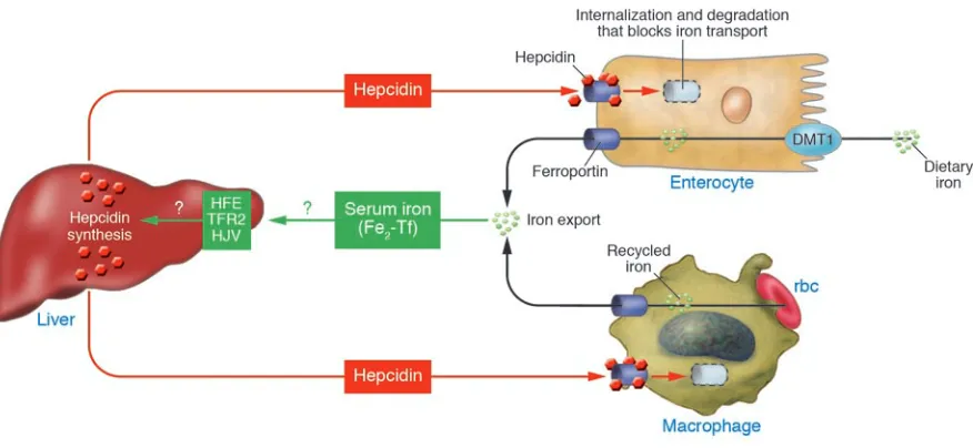 Figure 1Regulation of systemic iron homeostasis. Increased diferric transferrin, Fe2-Tf, is detected by the liver via an as-yet unknown complex regu-
