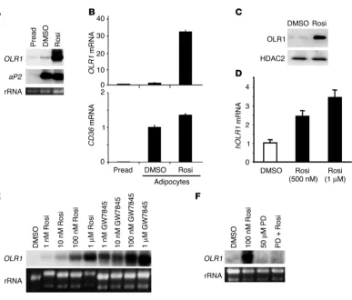 Figure 1OLR1 is induced by PPARγ ligands in 3T3-L1 adipocytes. (A) Comparison of OLR1 and aP2 mRNA levels in 3T3-L1 preadipocytes (Pread), adipo-cytes treated with vehicle (DMSO), and rosiglitazone-treated adipocytes (Rosi)