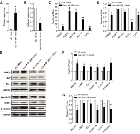 Figure 3: Hsa-miR-184 promotes cell differentiation. A-B. Relative miRNA expression of hsa-miR-184 in hiPSC-RPE at 30 dpd transfected with hsa-miR-184 mimic compared to NC mimic (A), and in cells transfected with hsa-miR-184 inhibitor compared to NC inhibi