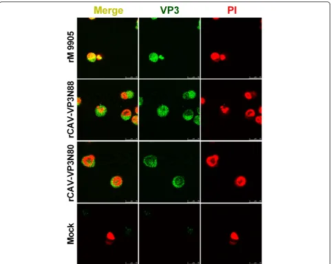 Fig. 5 Localization of rescued viruses rCAV-VP3N88 and rCAV-VP3N80 compared with parental strain rM9905 in MDCC-MSB1 cells