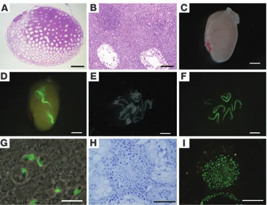 Figure 6 Transplantation of germ cells derived from the testes of leu-