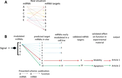 figure 1: interrelations between mirnAs and their mrnA targets. A. the bidirectional multiple controls model: several mRNA targets per miRNA and several controlling miRNAs per mRNA; b