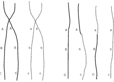 Figure 1Pictorial example of recombination. Left: The 2 pairs of chromosomes 